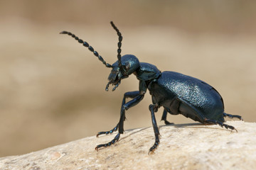 Meloe purple, beetle