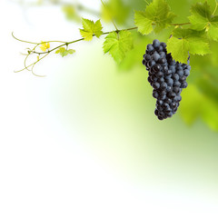 Bunch of green vine leaves © Rostislav Sedlacek