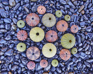 colorful sea urchins on black pebles beach, natural background