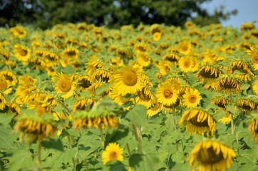 Fototapeta premium Summer landscape: beauty sunset over sunflowers field