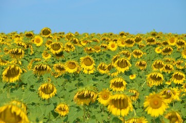 Summer landscape: beauty sunset over sunflowers field