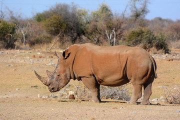 Fototapeta premium rotes Nashorn