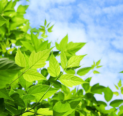 Obraz premium Green leaves