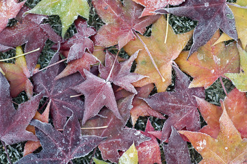 Ambeerbaumblaetter, Raureif,