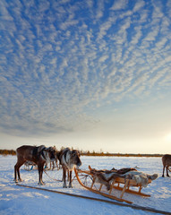 Tuor on northern deer
