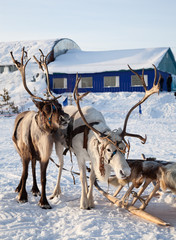 Northern deer in harness on snow