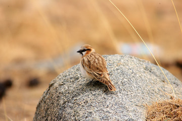 Rufous-necked Snowfinch (Montifringilla ruficollis)