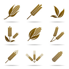 Wheat and rye. Elements for design. Icon set. © raksitar