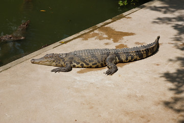 Crocodile .