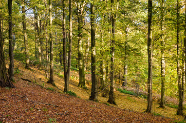 Allen Banks autumn trees
