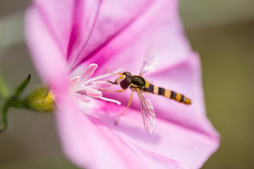 hoverfly (Episyrphus balteatus)
