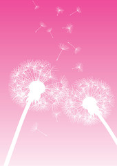 vector dandelions on pink background