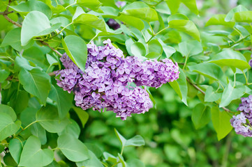 Branch of lilac flowers