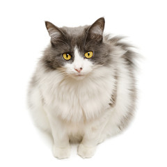 Fototapeta premium Cute domestic cat