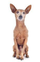 Fototapeta premium miniature pinscher