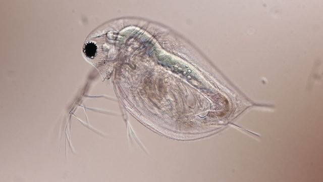 water flea microorganism under a microscope