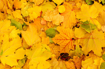 Autumn background