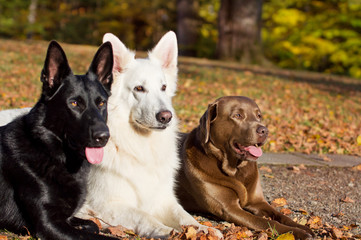Three Dogs in the Autumn Sun