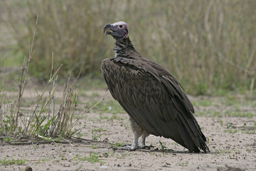 Lappet-faced vulture, Torgos tracheliotus