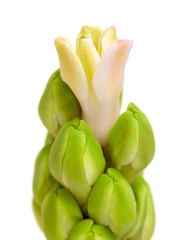 opening pink hyacinth,