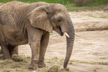 Fototapeta premium Elephant