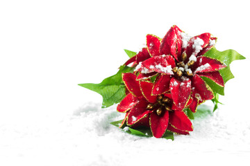 Christmas poinsettia with snow