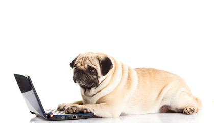 pug dog computer isolated on white background