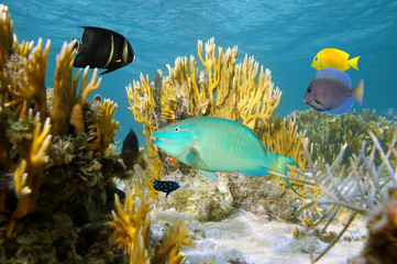 Colorful tropical fish in coral reef