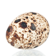 Quail egg over a white reflective background