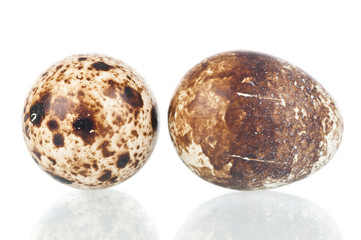 Quail eggs over a white reflective background