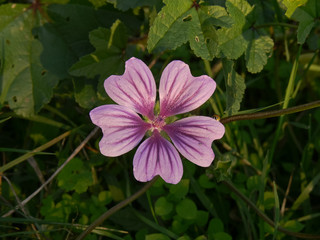 fiore di malva