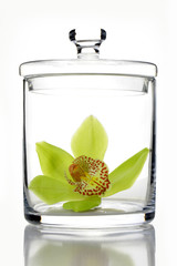 Fototapeta premium Dendrobium