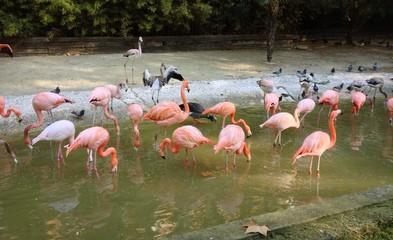 Obraz premium Flamencos