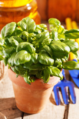 basil in the pot