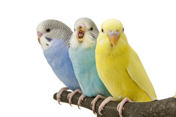three budgies are in the roost