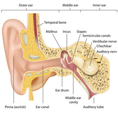 ear anatomy vector illustration - obrazy, fototapety, plakaty