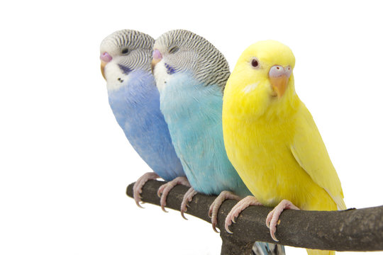 three budgies are in the roost