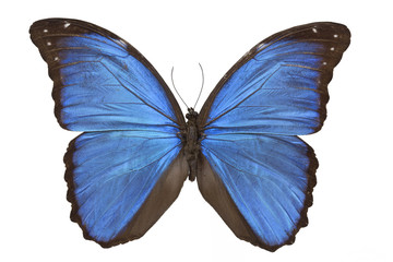 Morpho menelaus butterfly