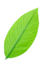 Fototapeta na wymiar Green leaf isolate on white background, clipping path.