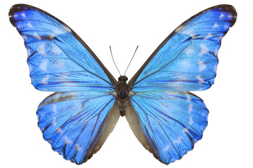 Morpho diana augustinae butterfly