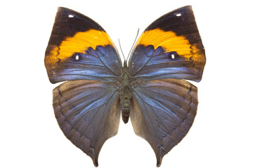 Kallima limborgii  butterfly