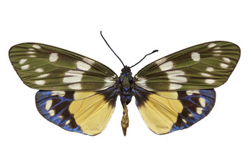 Eterusia aeda butterfly