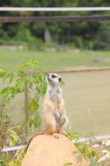 Fototapeta premium Meerkats.