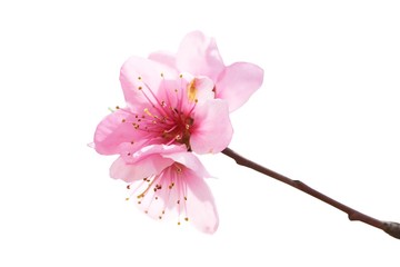 Almond pink flowers