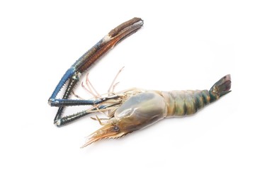 Giant Freshwater Prawn  on white background