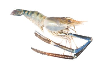 Giant Freshwater Prawn  on white background