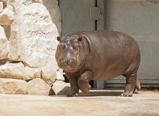 Hippopotamus