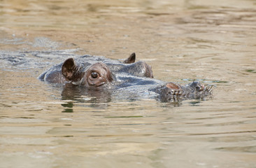 Hippopotamus