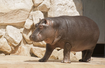 Hippopotamus
