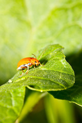 little bug
